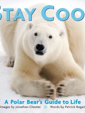 Stay Cool: A Polar Bear’s Guide to Life