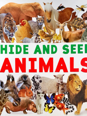 Hide and Seek Animals